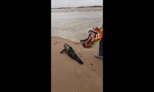 British divers set rescued seal pup free after treating it at a vet