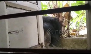 Sloth bear breaks into residential community in central India