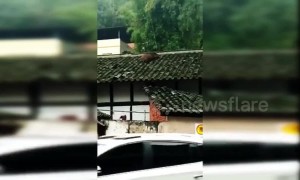 Lost boar ends up on house roof before falling off and getting caught in China