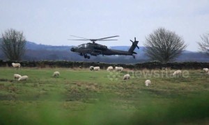 Sheep not afraid of low-flying Apache attack helicopter in north England