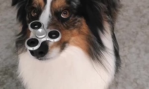 Dog Has Mastered the Fidget Spinner