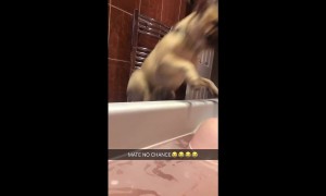 Dog totally shocks owner by jumping into her bath