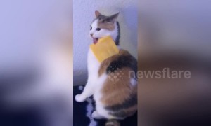 Cat doesn't like the #cheesechallenge but finds cheese tasty