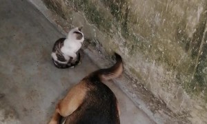 Kitten Doesn't Understand How Tails Work Yet