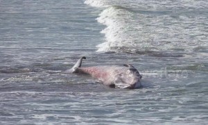Tragic end for juvenile humpback whale stranded on beach in northern Spain