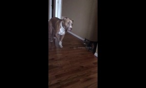 Terrier-fied! Pitbull is so scared of cat he can hardly bear to look