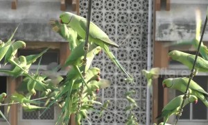 Indian man feeds thousands of parakeets everyday from outside his apartment