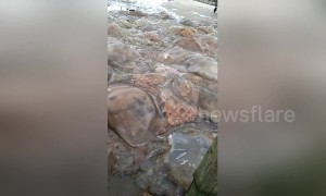 Fishermen filmed chopping jellyfish into seafood delicacy in Vietnam