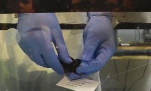 Baby shark hatches at Iowa aquarium