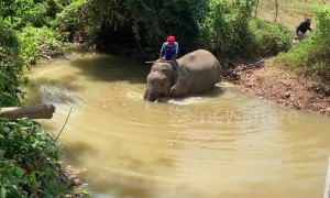 Mahout takes 'stressed' elephant for a bath in Thai river to cool off