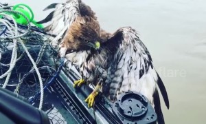 Struggling red-tailed hawk hitches ride to safety on US fisherman's boat