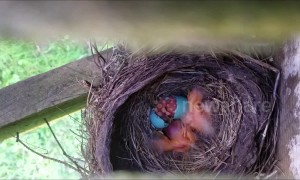 Newborn robin joins siblings in touching nest time-lapse