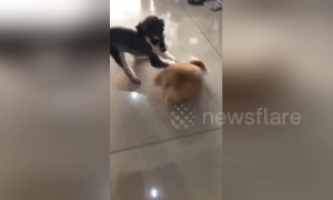 Chubby corgi knocked down by speeding miniature schnauzer