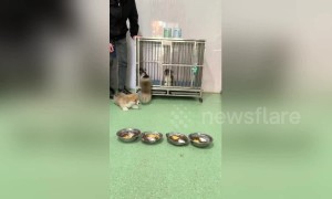Short-legged corgi puppies tumble out of their cage in China's Shandong