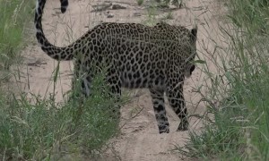 Mongoose's Close Call with Waiting Leopard