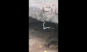 "Head-banging" South African snake baffles experts