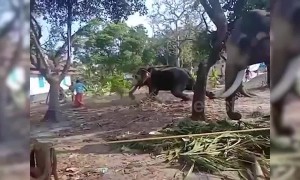 Elephant attacks man as he gets close to take picture in southern India