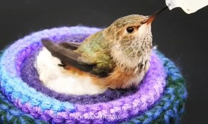 Licensed Rehabilitators Save a Baby Hummingbird