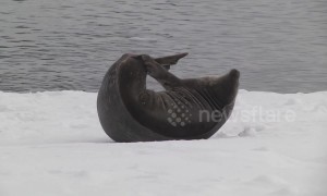 Scratch that itch! Seal in the Antarctic seen scratching itchy flippers