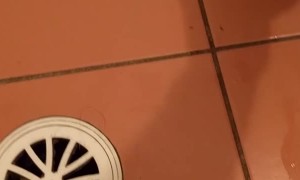 Huntsman Spider Hanging Out