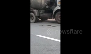 Kind-hearted man stops truck from crushing endangered king cobra on highway