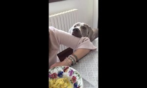 Dog becomes a statue while begging owner for ravioli