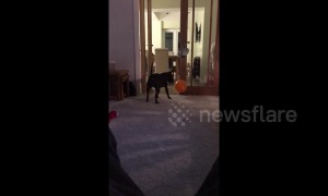 Playful dog enjoys toying with balloon until it bursts