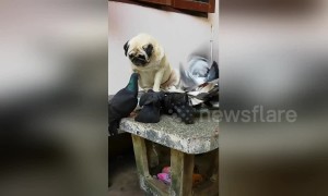 Innocent pug looks sad as pigeons steal his plate of food