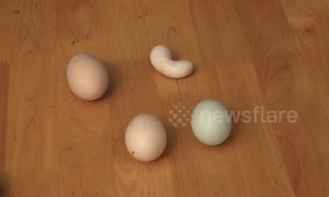 Hen lays bizarre peanut-shaped egg in China's Sichuan