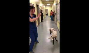 This Little Lamb Loves To 'Baa Baa Boogie'!