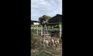 Man eats lunch of top of ladder to escape dogs begging for food