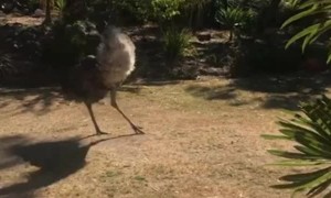 Jack Russell and Emu Playfully Chase Each Other