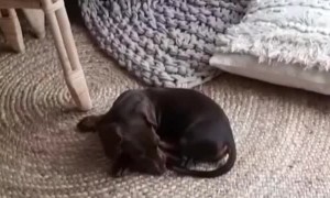 Ditsy Dachshund Darts Right into Chair