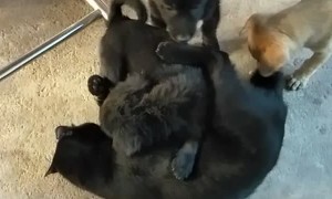 Cat Gets Some Serious Puppy Love