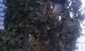 Who Knew Beagles Could Climb Trees?