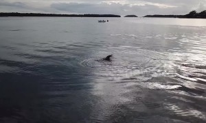 Freshly caught! Seal plays with octopus snack in New South Wales harbour