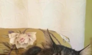 Sweet Kitty Suckles On Finger Before Sleeping