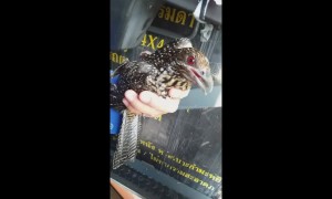 Cuckoo freed after spending all morning trapped inside 250ft high tower crane