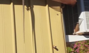 Snake Snacks on a Goanna