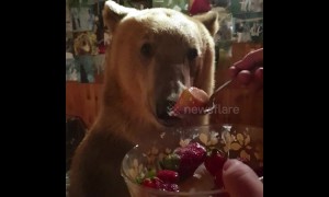 Real-life 'Pooh Bear'? Tame brown bear loves to eat juicy strawberries