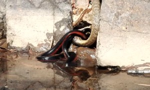 Snake Struggle at the River