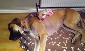 Adorably tiny Chihuahua sleeps on top of Great Dane