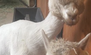 Alpacas Making Mating Music