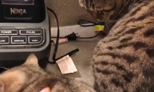 Kitten Climbs Up Drawers for Treats