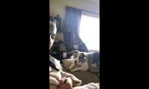 This pup got extra concerned about her owner's new face mask