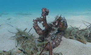 Octopus Changes Color to Resemble Ocean Floor