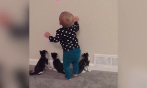 Kids and Kitties