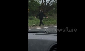 'Runaway bird' holds up traffic on busy road in southeast England