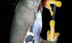 Red-Eyed Tree Frog Looks for Next Meal