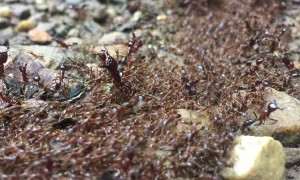 Cascading Colony of Ants